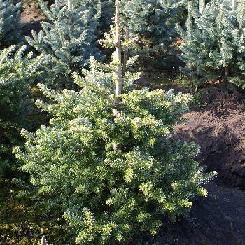 Пихта корейская Abies koreana  ‘Molli’